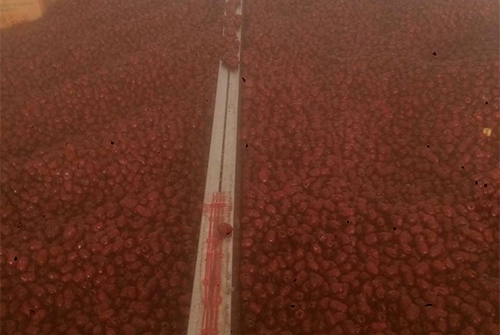 真空低溫油炸脆棗加工工藝